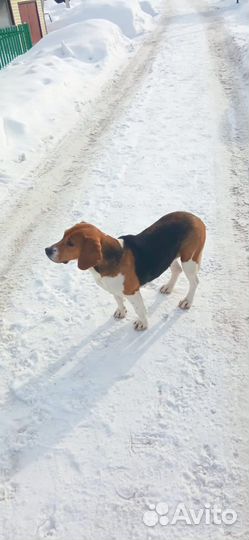 Собака эстонская гончая (выжловка)