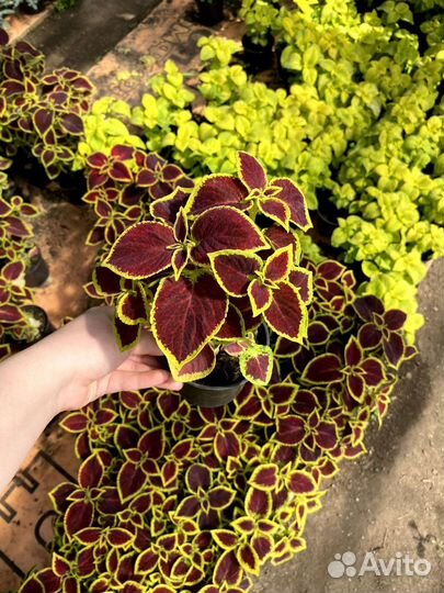 Цветы для сада и лоджий