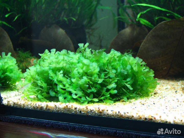 Украшение для аквариума