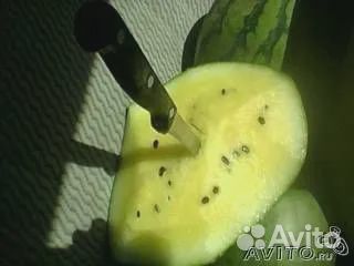 Семена арбуз, дыня