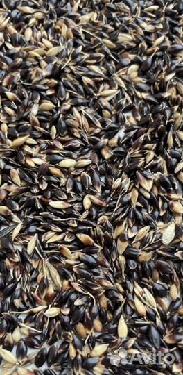 Семена суданки