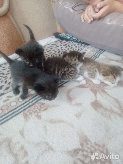 Котята в добрые руки