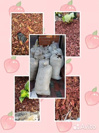 Хоста, многолетник не прихотливый