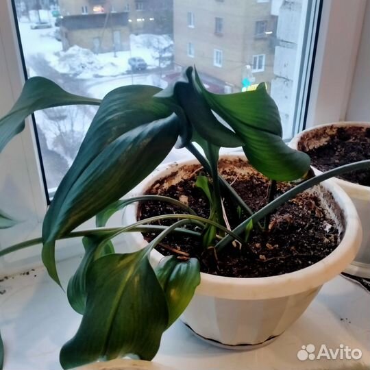 Драцена, амазонская лилия, фикус