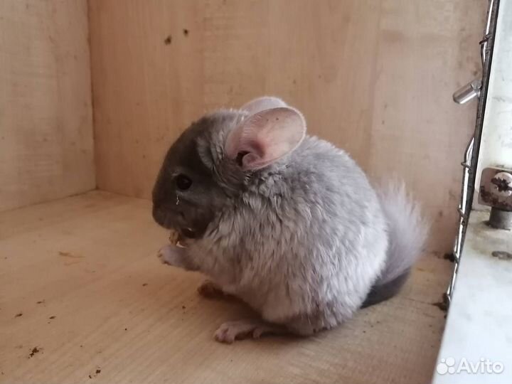 Самцы фиолет носители ангоры, фиолета и сапфира