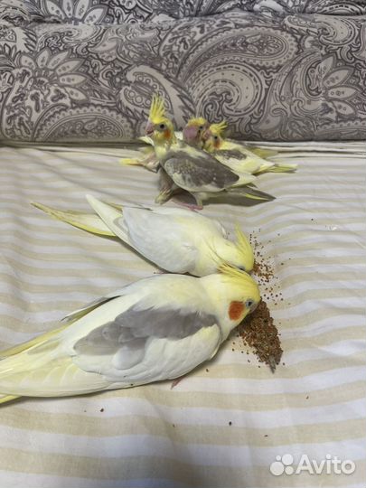 Попугай корелла птенец
