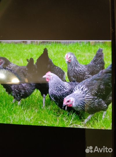 Куры молодки