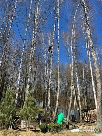 Спил деревьев