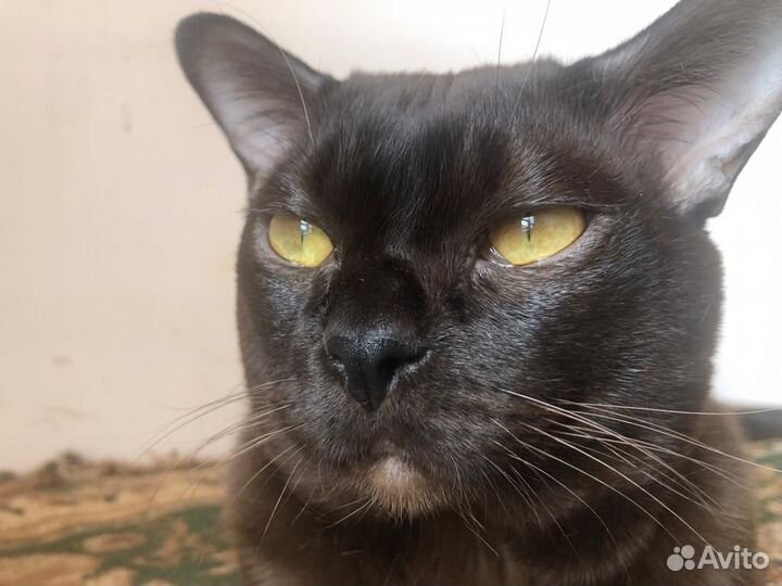 Бурманские котята