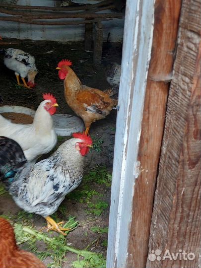 Петух молодой породы доминант
