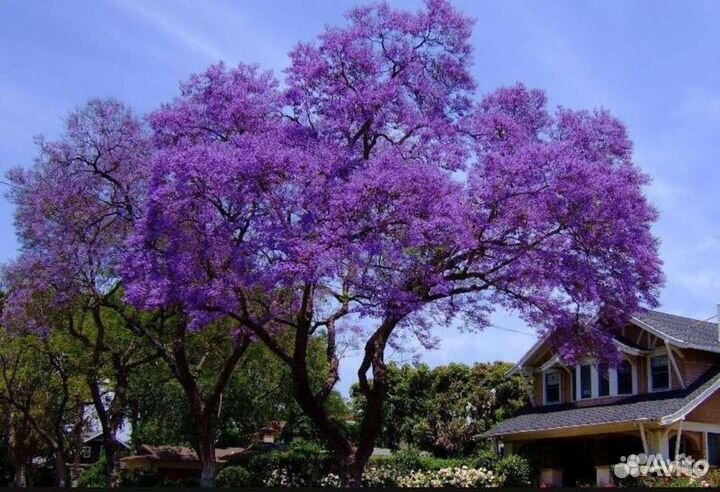 Павлония саженцы