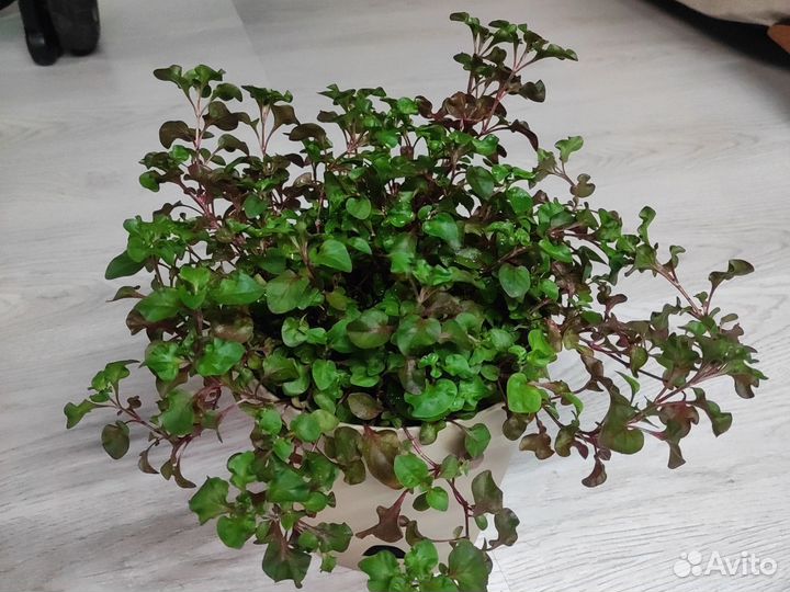 Альтернатера