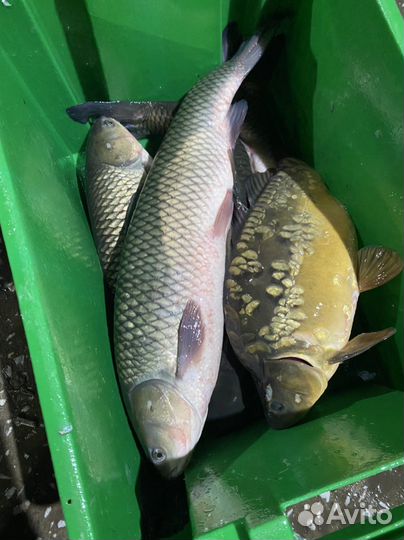 Живая рыба оптом карп