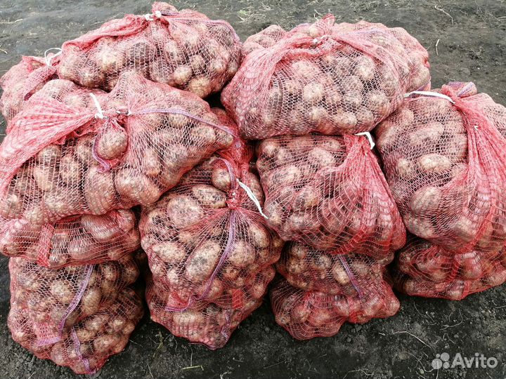 Продам картофель едовой
