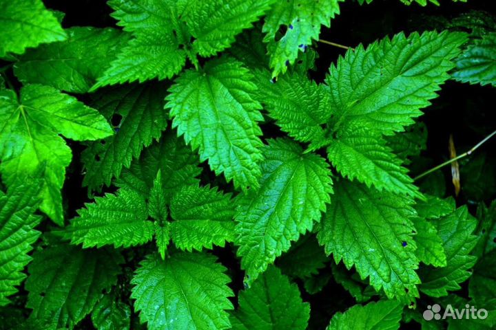 Крапива майская(веники)