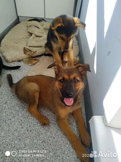 Щенки дворняжки мальчики и девочка