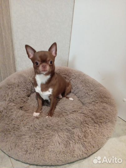 Собаки щенки