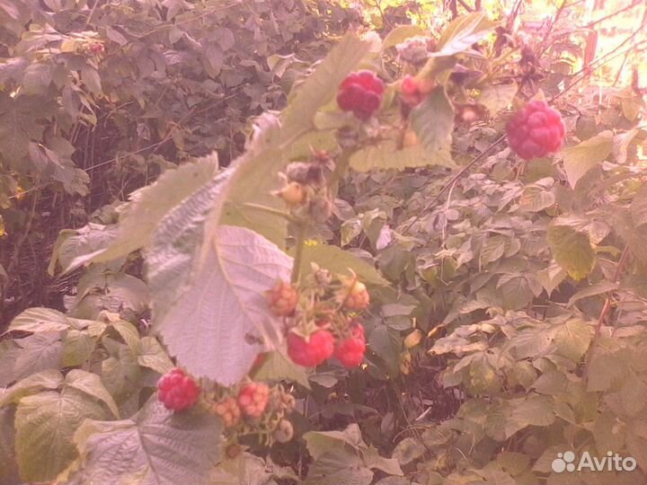 Малина ремонтантная саженцы