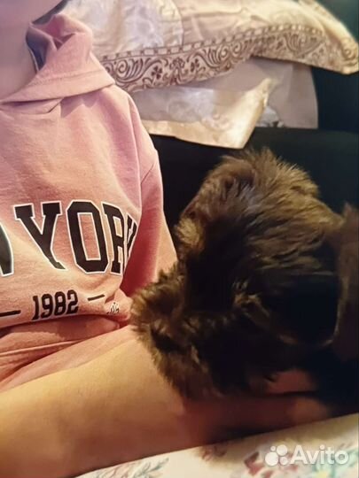 Щенки бивер йорка биро