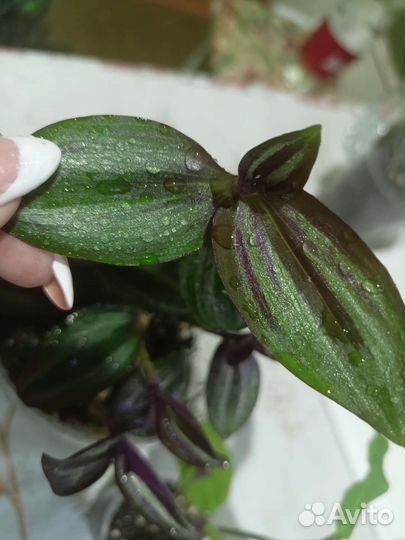 Традесканция сортовые