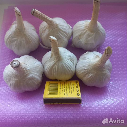 Чеснок