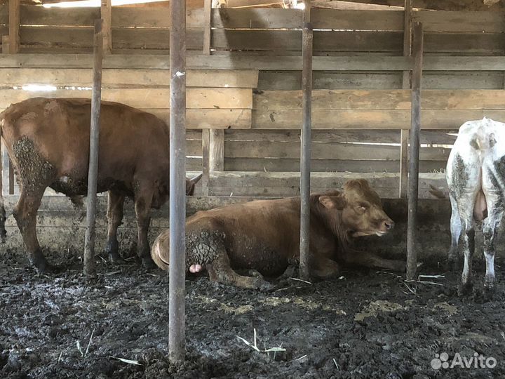 Крс бычки телки