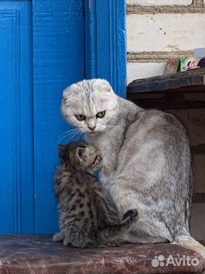 Котята от британской вислоухой кошки бесплатно
