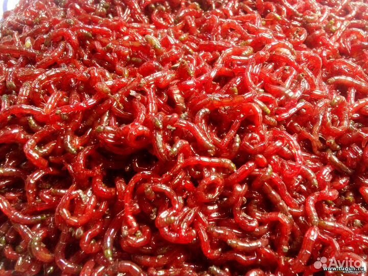 Мотыль,Опарыш, Червь