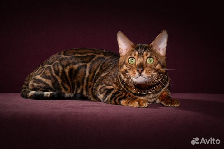 Бенгальские котята с документами