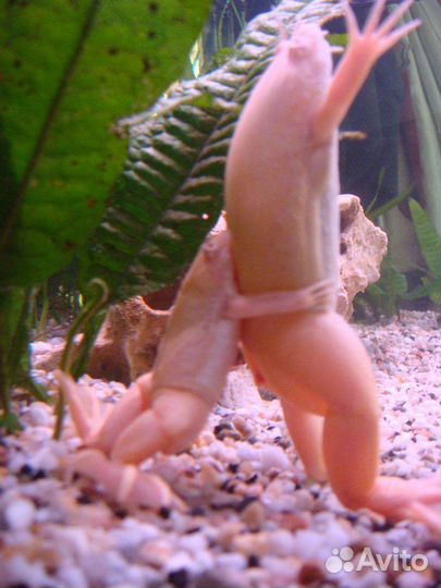 Шпорцевая лягушка