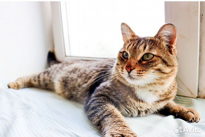Котик Табби в добрые руки