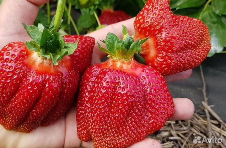 Клубника Азия