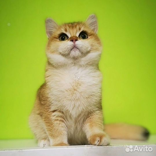 Британские котята