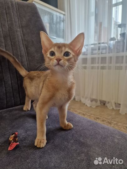 Абиссинская кошка