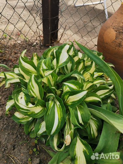 Ирисы, самшиты, лаванда, гвоздика