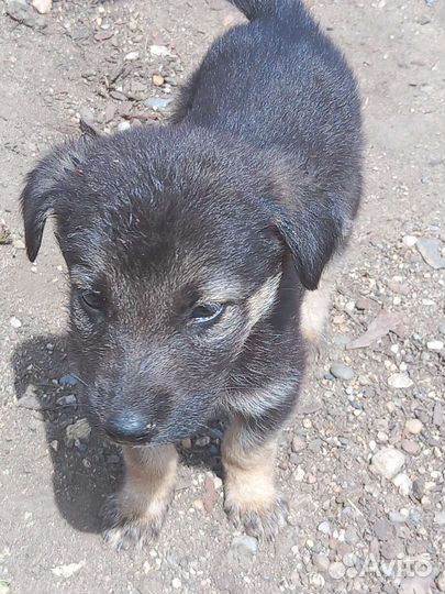 Щенок в добрые руки