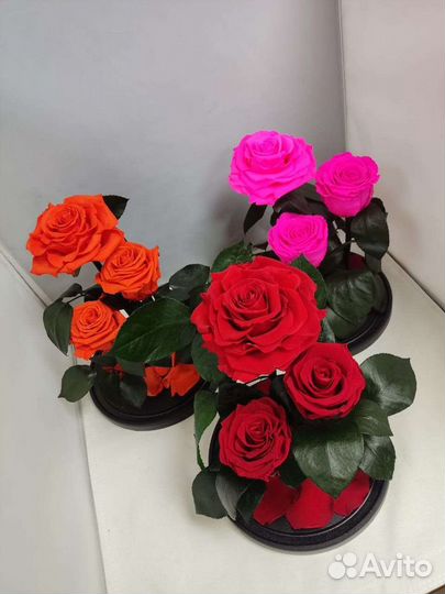 Роза в колбе