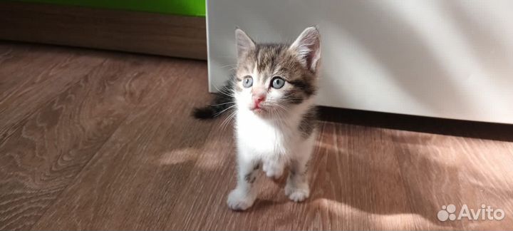 Котята Вислоухие Бесплатно