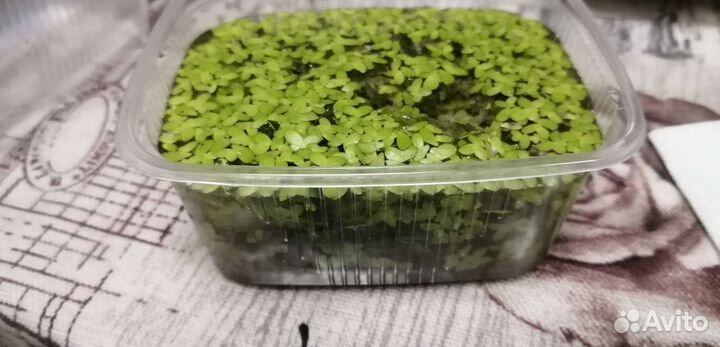 Ряска для аквариума