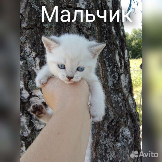 Котята золотая линкс поинт
