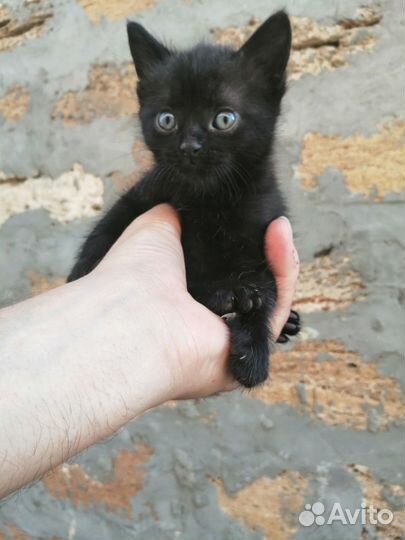 Котенок, мальчик 2 мес