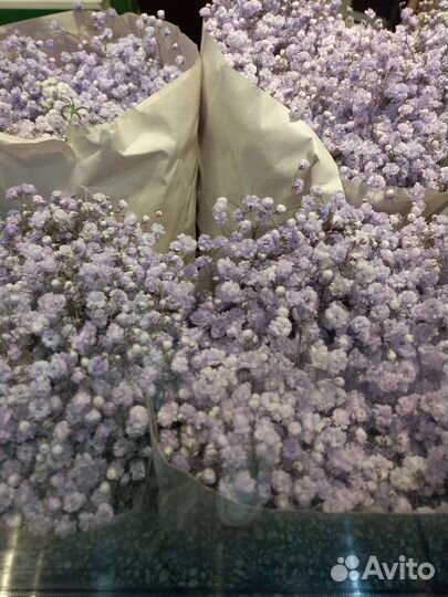 Гипсофила букет гипсофилы на 14 февраля доставка