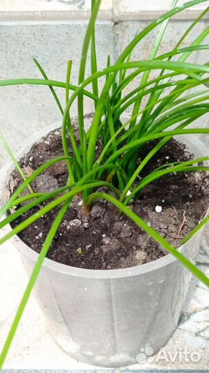 Зефирантес белыи (выскочка)ура цветут