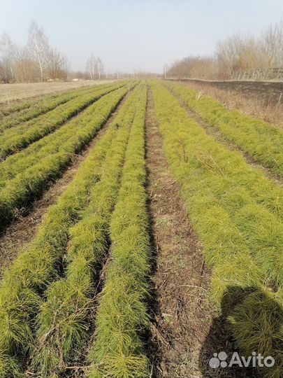 Сеянцы сосны