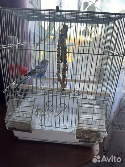 Попугай с клеткой (мальчик)