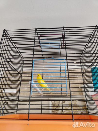 Канарейка кенар