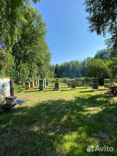 Мед Алтайское разнотравье оптом 2023