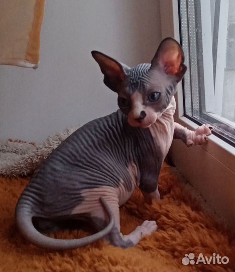 Канадский сфинкс