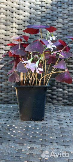 Кислица оксалис