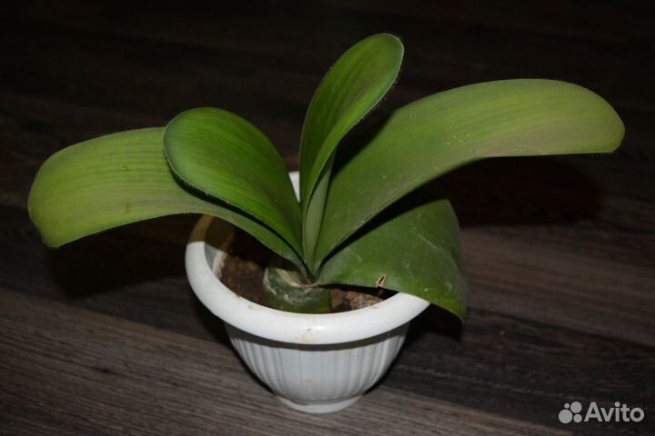Комнатный цветок в горшке